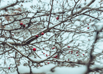 Frozen Cherries