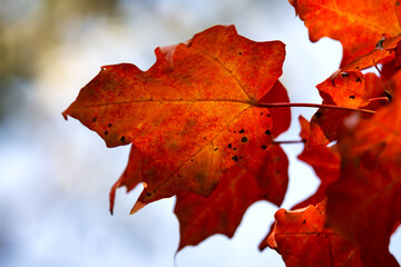 Maple leaves on a tree in September in Wisconsin.