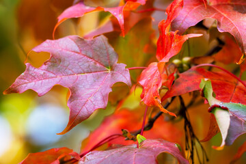 Maple leaves on a tree in September in Wisconsin.