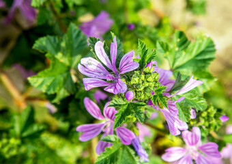 purple flowers in the nature, selective view