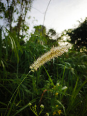 Obraz premium close up view of a grass