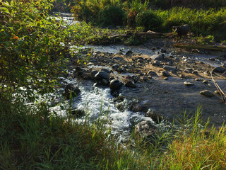 stream in the forest