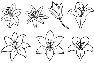 Lily line art illustration Design Concepts