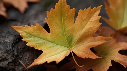 maple leaf on the ground