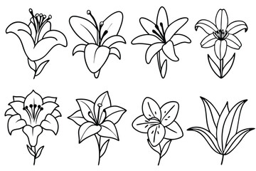 Lily line art illustration Design Concepts