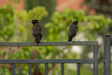 Two Mynas on a Fence