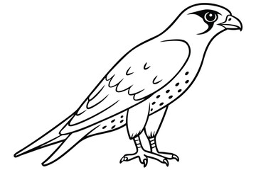 Falcon line art illustration Design Concepts