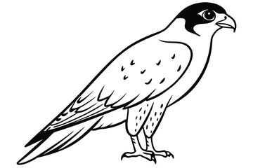 Falcon line art illustration Design Concepts