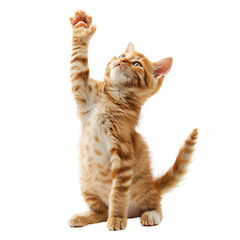 Playful ginger orange cat sits on hind legs raised front paws and looks up isolated on white transparent background