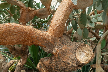 
Cactus trunk