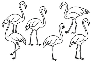 Flamingo bird line art illustration