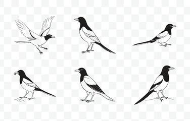 Print Comprehensive Magpie Line Art Vector Set for Detailed and Elegant Bird Illustrations