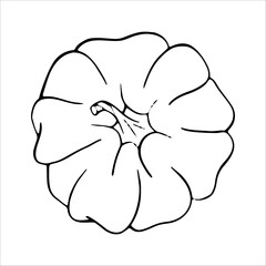 Hand Drawn pumpkin line art. Pumpkin doodle icon. Black and white Pumpkin vector illustration. Perfect For Poster, Greeting Card, Coloring page for kids and adults..