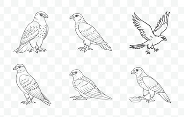Print Detailed Goshawk Line Art Vector Illustrations Set Featuring Realistic and Artistic Designs for Various Creative Projects