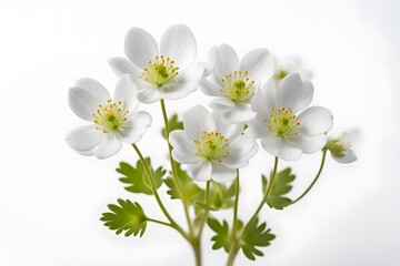 False rue anemone flowers on white background, Ai Generated