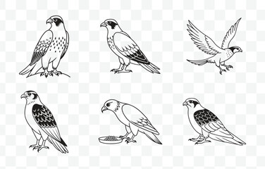Print Goshawk Line Art Vector Set Detailed and Elegant Designs for Creative Projects and Artistic Endeavors
