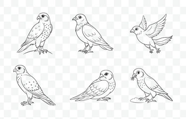 Print Comprehensive Merlin Line Art Vector Set Detailed Illustrations of Merlin Birds Perfect for Artistic and Design Projects