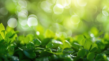 Naklejka premium Bokeh of green with a white backdrop