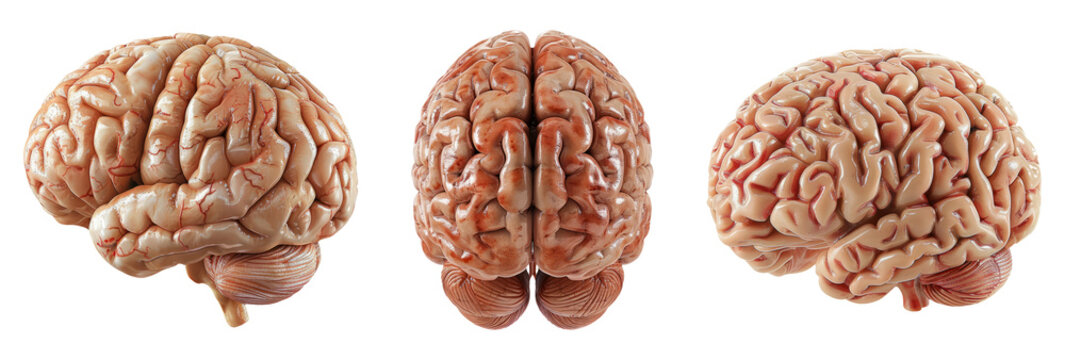 Human Brain Anatomy: Three Angles for Medical and Educational Insight