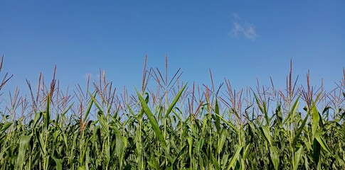 Fototapeta premium Panorama of the tops of corn plants on a blue sky background. Agricultural backgrounds with grain crops.
