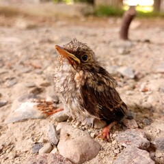 A gray young sparrow chick sits with its beak up on a concrete background. Wild birds in nature. © Олег Струс