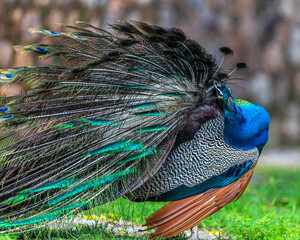 Obraz premium A Peacock