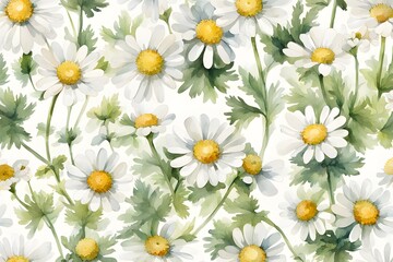 Fototapeta premium Watercolor feverfew flowers on white background, Ai Generated