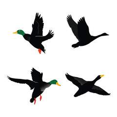 A group of ducks are flying in the open sky