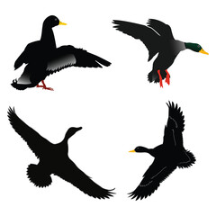 A group of ducks are flying in the open sky