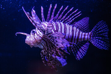 Stunning Lionfish Swimming in the Deep Blue Sea