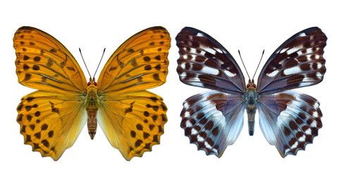 collection of beautiful butterfly, male and female Damora sagana butterfly isolated on white background