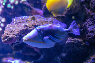 Vibrant Triggerfish Swimming in Coral Reef