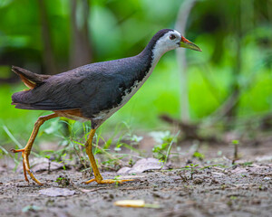 Naklejka premium White Chested Waterhen