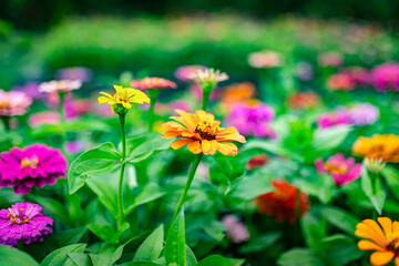 Cosmos flowers with bright and saturated colors