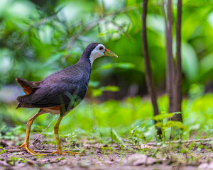 White Chested Waterhen
