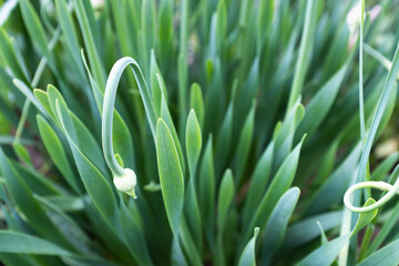 Background from green scallions, selective focus. Shallot onions growing for publication, poster, calendar, post, screensaver, wallpaper, cover, website. High quality photo