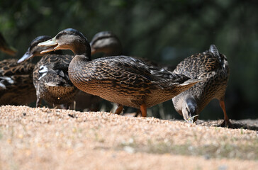 Rouen duck game birds animals wild