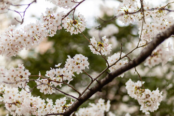 가지에 달려 있는 활짝 핀 벚꽃 