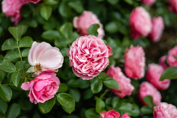 아름답게 피어 있는 핑크색 장미 