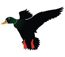 A duck is flying in the sky