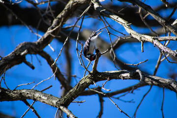 Woodpecker on a Tree Branch 