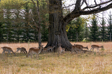 A young herd of sika deer rest in the shade of an old tree on a hot summer day in the Latvian countryside	