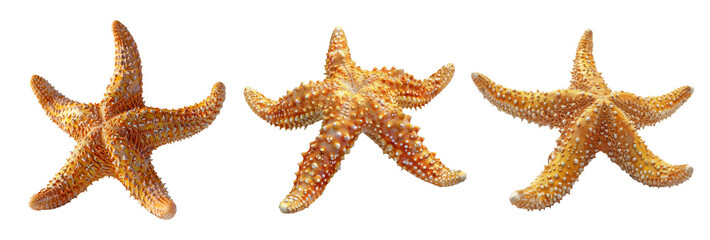 Three Starfish in a Row: Vivid, Colorful Ocean Life Display on a Transparent Background