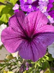 close up purple petunia