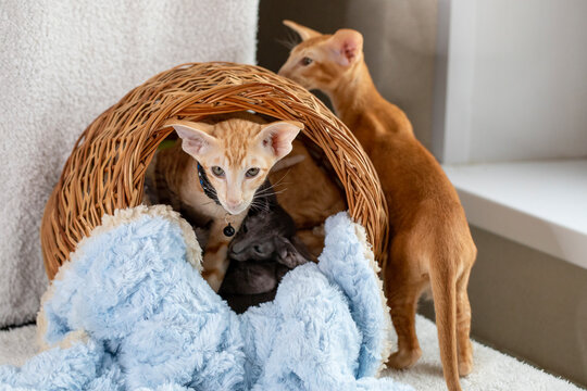 3 cute purebred red and black oriental kittens with big ears in a round wicker basket on white terry towel, selective focus.