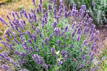 Fototapeta premium Blooming violet lavender field in summer sunny morning. Latvian rural region. 