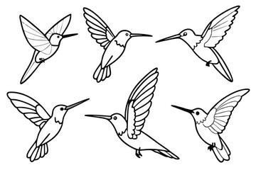 Hummingbird line art illustration Design Concepts