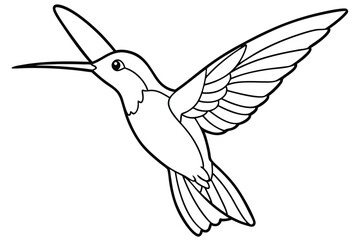 Hummingbird line art illustration Design Concepts