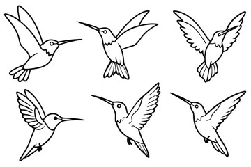 Hummingbird line art illustration Design Concepts