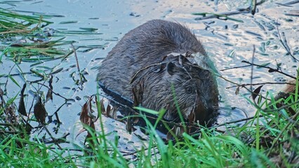 Wild Beaver Searching For Food and Wood for Lodge Nest on River Bank